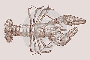 European crayfish astacus in top view