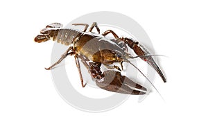 European crayfish or Broad-fingered crayfish, Astacus astacus, isolated on white