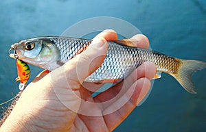 European creek chub