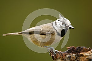 The European Crested Tit