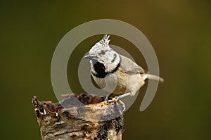 The European Crested Tit