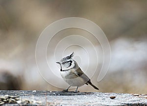 European crested tit