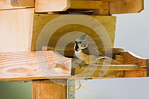 European Crested Tit bird with seeds in its beak perching on woo