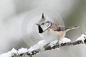 European crested tit (Lophophanes cristatus) sitting on a snowy branch