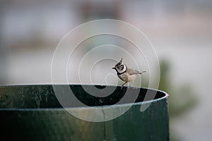 European crested tit perched on the edge of a litter bin in a park in Madrid