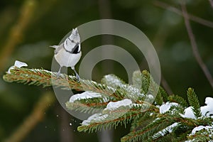 European Crested Tit in winter