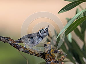 European crested tit (Lophophanes cristatus) on a branch photo