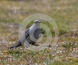 European Cuckoo - Cacomantis flabelliformis photo