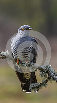European Cuckoo - Cacomantis flabelliformis photo