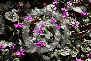 European cyclamen flower, also called Cyclamen purpurascens or Alpenveilchen photo
