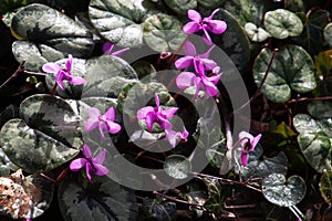 European cyclamen flower, also called Cyclamen purpurascens or Alpenveilchen photo