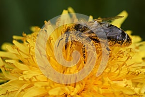 European dark bee on dandelion. Apis mellifera mellifera