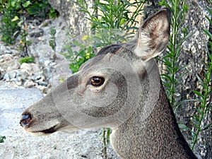 European deer, Capreolus capreolus. portrait of a female deer