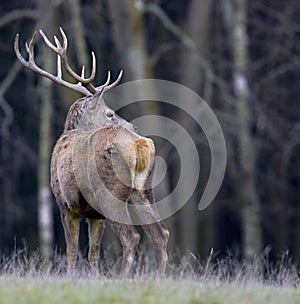 European deer - Cervus elaphus