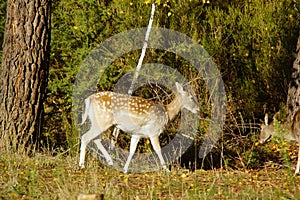 The European deer Crowned crowned is a mammifÃ¨reartiodactyle ruminating of the family of cervids, male carrying big flat and web