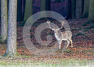 European deer - Dama dama