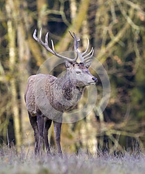 European deer - European roe