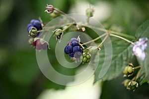 European Dewberry (Rubus caesius) photo