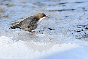 European dipper