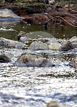 European Dipper Bird (Cinclus cinclus) - Agile Streamside Acrobat