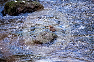 European Dipper Bird (Cinclus cinclus) - Agile Streamside Acrobat