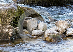 European Dipper Bird (Cinclus cinclus) - Agile Streamside Acrobat