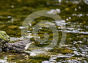 European Dipper - (Cinclus cinclus)