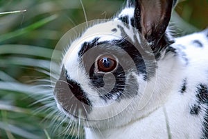 European Domestic Rabbit Oryctolagus cuniculus domesticus closeup.