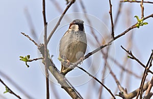 European domestic sparrows birds, Passeridae family.