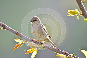 European domestic sparrows birds, Passeridae family.