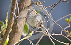 European domestic sparrows birds, Passeridae family.