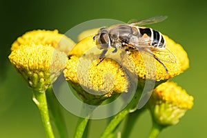 European Drone Fly - Eristalis arbustorum