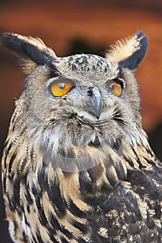 A European Eagle Owl