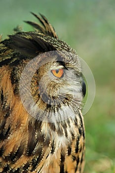 European Eagle Owl