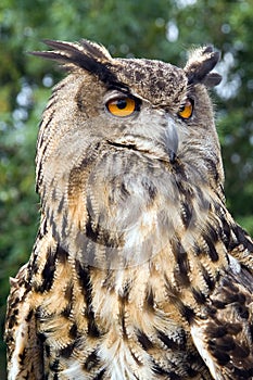 European Eagle Owl