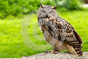 European eagle owl