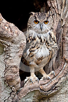 European eagle owl