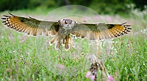 European Eagle Owl