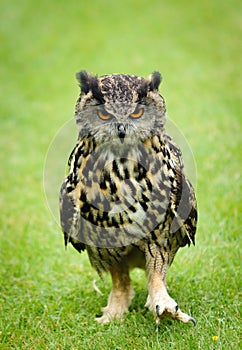 European Eagle Owl