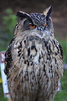 European eagle owl