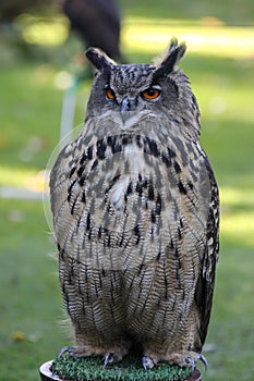 European eagle owl