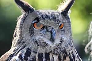 European eagle owl