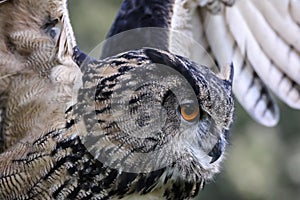 European eagle owl