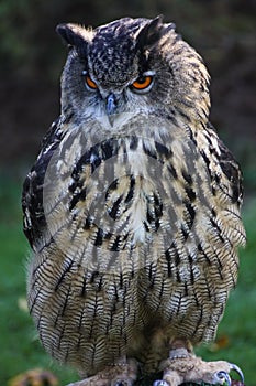 European eagle owl