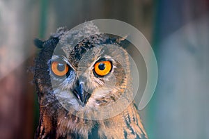 European Eagle Owl