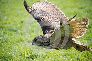 European Eagle Owl