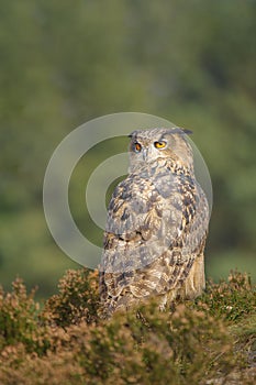 European Eagle Owl