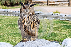 European eagle owl