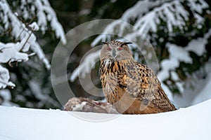 Výr evropský, Bubo bubo, v zimě