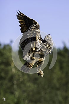 European Eagle Owl ascending to flight